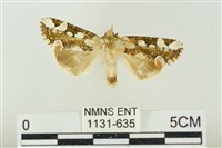 連珠波紋蛾藏品圖，第1張