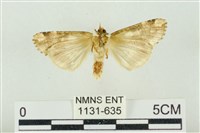 連珠波紋蛾藏品圖，第2張