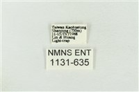 連珠波紋蛾藏品圖，第3張