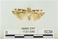 連珠波紋蛾藏品圖，第1張