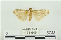 連珠波紋蛾藏品圖，第2張