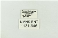 連珠波紋蛾藏品圖，第3張