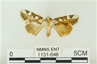 連珠波紋蛾藏品圖，第1張