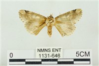 連珠波紋蛾藏品圖，第2張