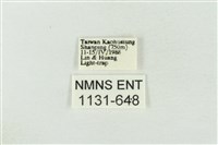 連珠波紋蛾藏品圖，第3張