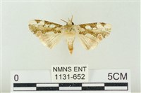 連珠波紋蛾藏品圖，第1張