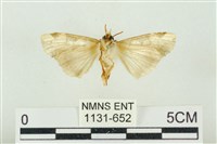 連珠波紋蛾藏品圖，第2張