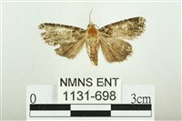 白斑散紋夜蛾藏品圖，第1張