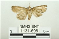 白斑散紋夜蛾藏品圖，第2張