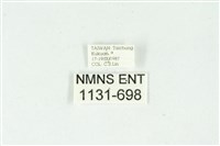 白斑散紋夜蛾藏品圖，第3張