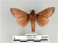 大褐斑枯葉蛾藏品圖，第2張