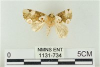 大斑波紋蛾藏品圖，第1張