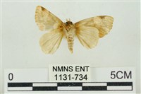 大斑波紋蛾藏品圖，第2張