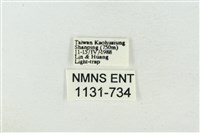 大斑波紋蛾藏品圖，第3張