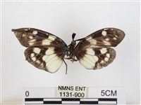 蓬萊茶斑蛾藏品圖，第2張