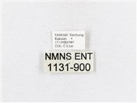 蓬萊茶斑蛾藏品圖，第3張