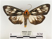 巨網燈蛾藏品圖，第1張