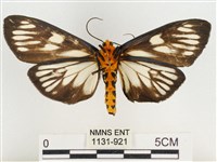 巨網燈蛾藏品圖，第2張