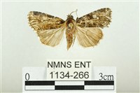 白斑散紋夜蛾藏品圖，第1張