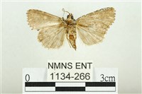 白斑散紋夜蛾藏品圖，第2張