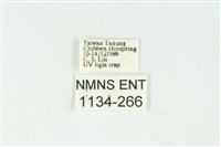 白斑散紋夜蛾藏品圖，第3張