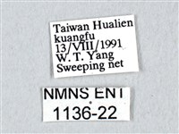 青帶鳳蝶藏品圖，第3張