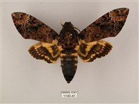 鬼臉天蛾藏品圖，第1張