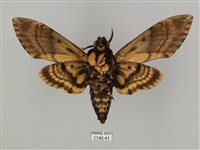 鬼臉天蛾藏品圖，第2張