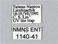 鬼臉天蛾藏品圖，第3張