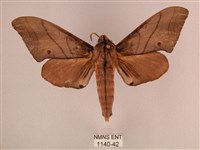 直翅六點天蛾藏品圖，第1張