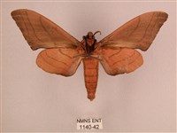 直翅六點天蛾藏品圖，第2張