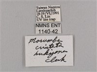 直翅六點天蛾藏品圖，第3張