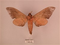 直翅六點天蛾藏品圖，第2張