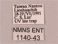 直翅六點天蛾藏品圖，第3張