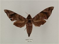 半緣缺角天蛾藏品圖，第1張