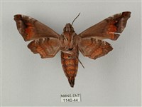 半緣缺角天蛾藏品圖，第2張