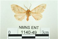 三條橙燈蛾藏品圖，第1張