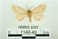 三條橙燈蛾藏品圖，第2張