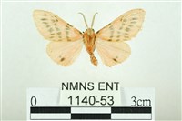 三條橙燈蛾藏品圖，第1張