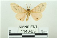 三條橙燈蛾藏品圖，第2張