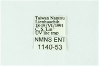 三條橙燈蛾藏品圖，第3張