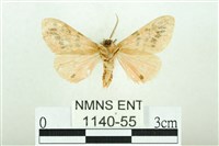 三條橙燈蛾藏品圖，第2張