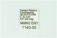 三條橙燈蛾藏品圖，第3張