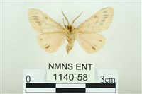 三條橙燈蛾藏品圖，第2張