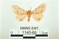 三條橙燈蛾藏品圖，第1張