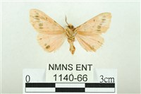 三條橙燈蛾藏品圖，第2張