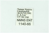 三條橙燈蛾藏品圖，第3張