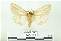 赭新污燈蛾藏品圖，第2張