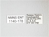 凹角鉤蛾藏品圖，第3張