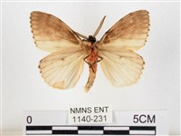 木毒蛾藏品圖，第2張